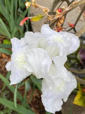 Iris germanica Immortality - Iris des Jardins - Variété bien remontante,  aux fleurs blanc pur à reflets bleutés, ondulées et parfumées.