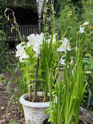 White Oriental Lilies with Cedar Accents - The Bouqs Co.