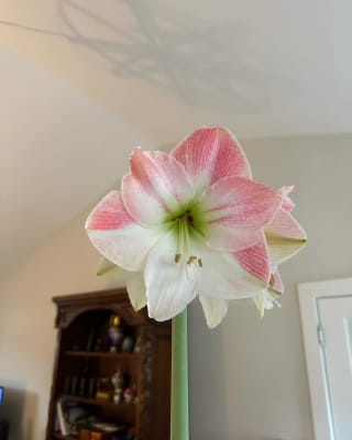 Amaryllis Apple Blossom | K. van Bourgondien