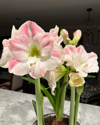 Amaryllis Apple Blossom | K. van Bourgondien