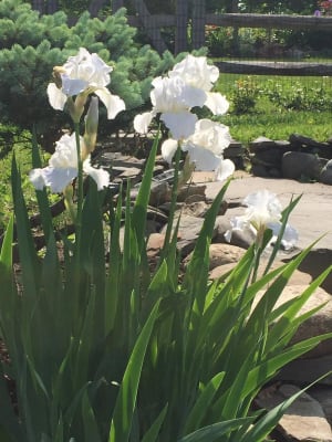 Iris germanica Immortality - Iris des Jardins - Variété bien remontante,  aux fleurs blanc pur à reflets bleutés, ondulées et parfumées.