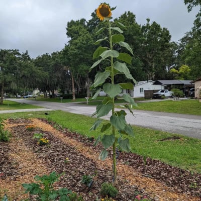 American clearance giant sunflower