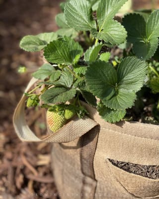 Gardener’s Best® Strawberry and Herb Grow Bag