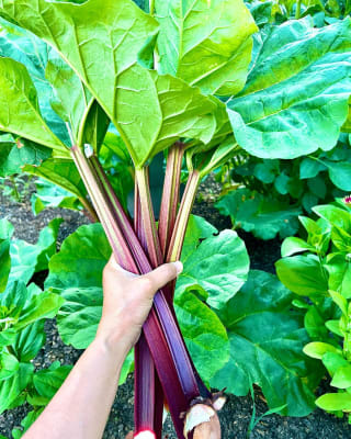 Rhubarb – Easy to Grow Super Food - Florissa