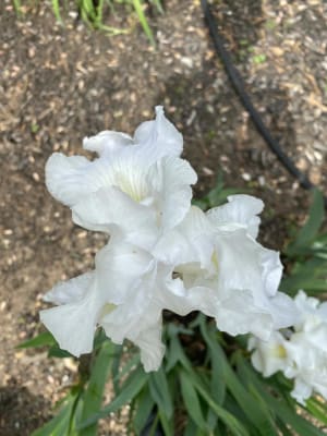 Iris germanica Immortality - Iris des Jardins - Variété bien remontante,  aux fleurs blanc pur à reflets bleutés, ondulées et parfumées.