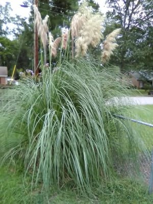 Why You Shouldn't Plant Pink Pampas Grass In Your Yard