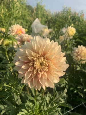 Powder-Puff Dahlia 'Polka' - Spring Planting | K. van