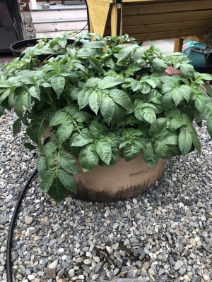 Gardener's Best® Potato Grow Bag