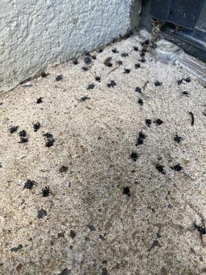Kill over 500 insects - Sevin® Insect Killer Concentrate | Sevin