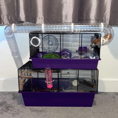 Pets at home 2025 hamster tube set