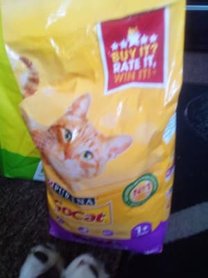 Pets at hot sale home go cat