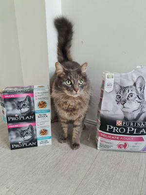 Pro plan delicate dry sale cat food turkey 3kg