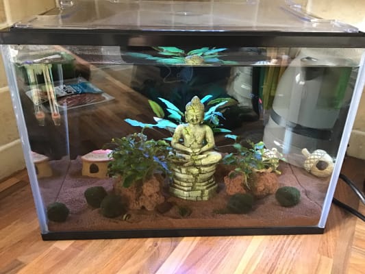 Pets At Home Kid S Aquarium With Filter 24 Litre Pets At Home