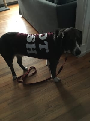 patriots dog jersey