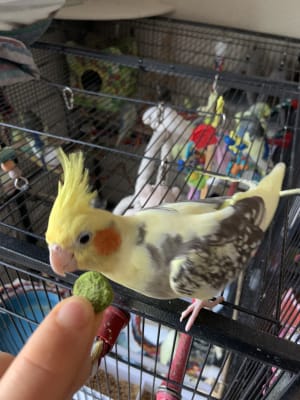 Pets at Home Premium Cockatiel Lovebird Food 2kg Pets At Home