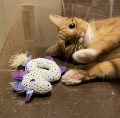 kong enchanted characters