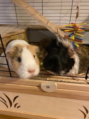 Gerty top guinea pig