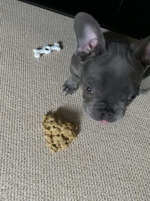 Royal Canin French Bulldog Dry Puppy Food 10kg Pets At Home