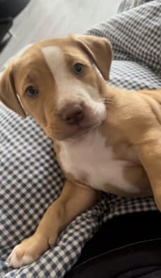 Lactol puppy milk tesco online