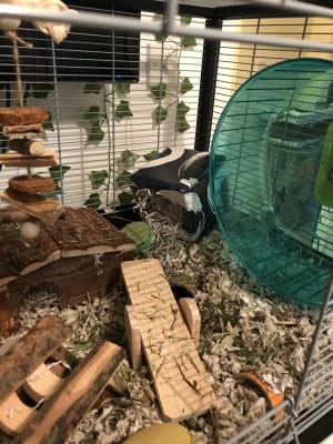 hamster plaza