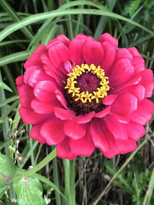 Free Free Zinnia Flower Svg 358 SVG PNG EPS DXF File