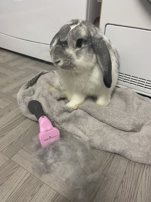 Furminator deals for bunnies