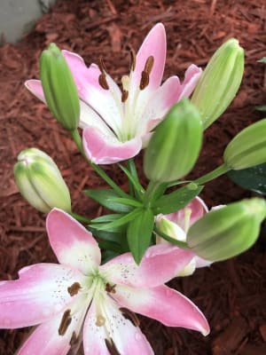 Sugar Baby Carpet Border Lily Breck S