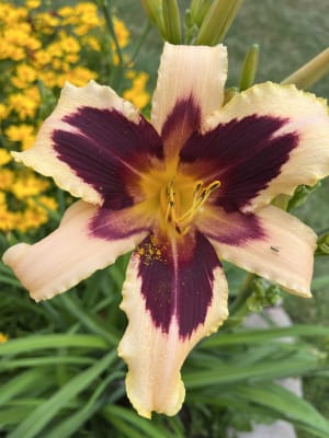 HOLD YOUR HORSES Daylily 1 Plant 8" Bloom Rebloming Perennial Flower 