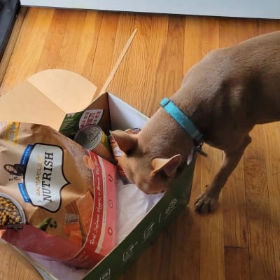 Rachael ray sensitive stomach dog food online