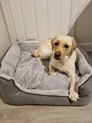 Wainwright s Self Warming Square Dog Bed Grey Pets At Home