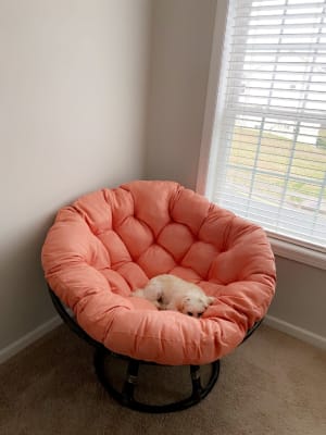papasan cushion world market