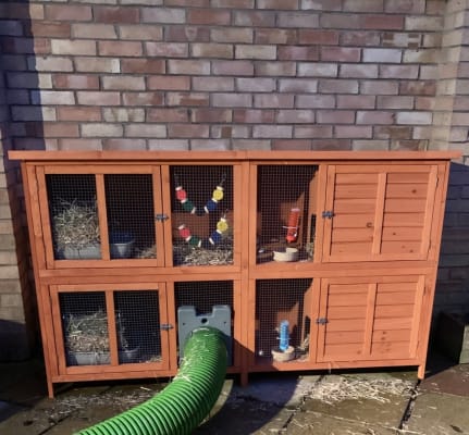 Bluebell hutch pets at home store