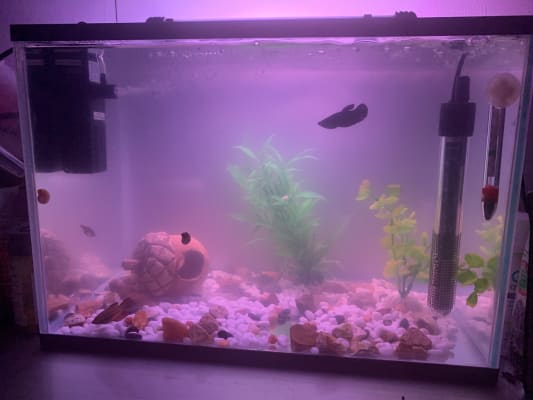 Pets At Home Kid S Aquarium With Filter 24 Litre Pets At Home