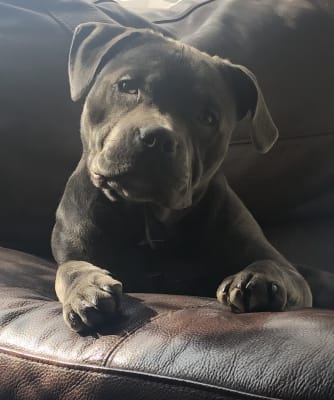 Pedigree 2025 puppy tubos