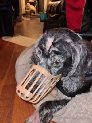 Baskerville Anti Scavenge Muzzle Pets At Home