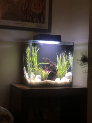 37 gallon shop fish tank