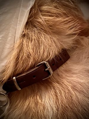 earthbound dog collar