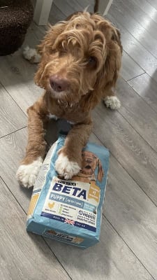 Pets at home beta outlet puppy