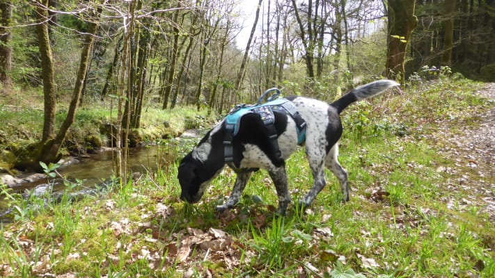 3 peaks excursion dog harness