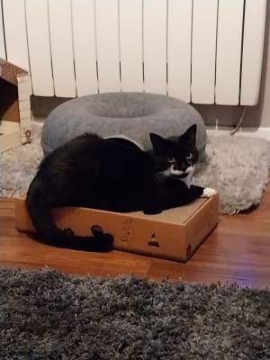 Willows scratch box online