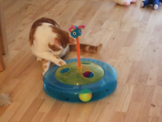 Petstages Cheese Chase Catnip