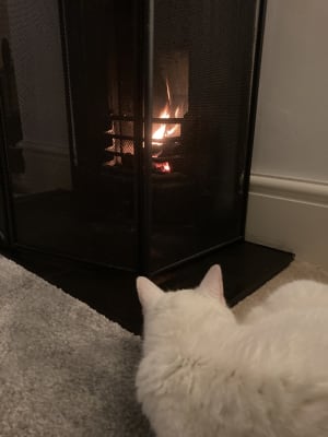 Homefire Heat Logs - Pack Of 12 | Wickes.co.uk