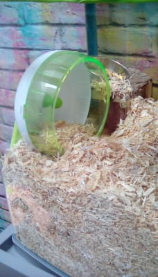 Small Animal Silent Exercise Wheel Small Pets At Home