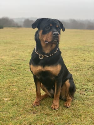 Eukanuba breed specific top rottweiler