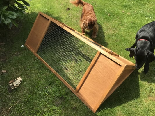 Pets at home best sale guinea pig runs