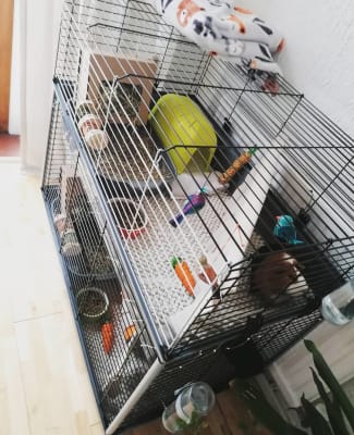 2 storey clearance guinea pig cage