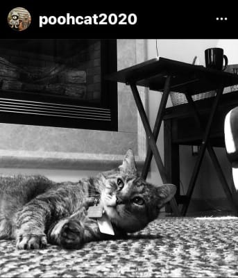 big lots kitty litter