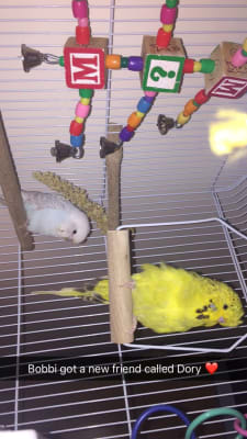 Pets at home budgie food hotsell