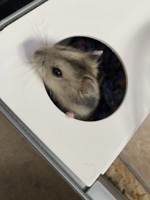 Dwarf clearance hamster collar