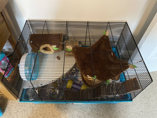 Pets at home mouse cage top